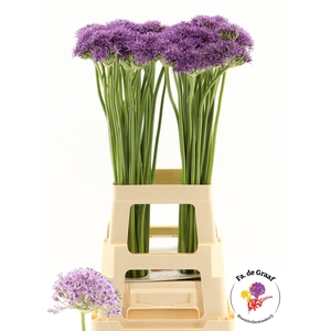 ALLIUM VIOLET BEAUTY