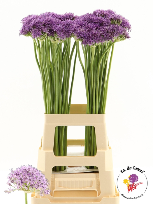 <h4>ALLIUM VIOLET BEAUTY</h4>