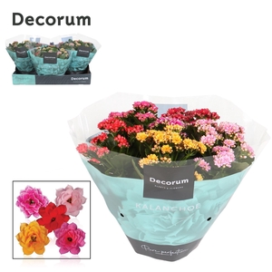 Kalanchoe gevuld gemengd in pot