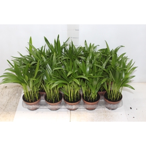 ARECA BAMBU P11