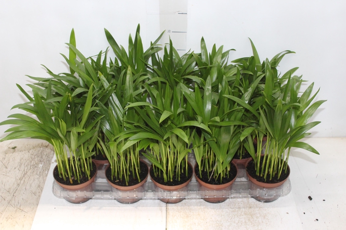 <h4>ARECA BAMBU P11</h4>