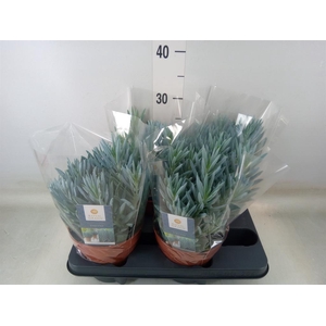 Curio ficoides 'Stelvio'