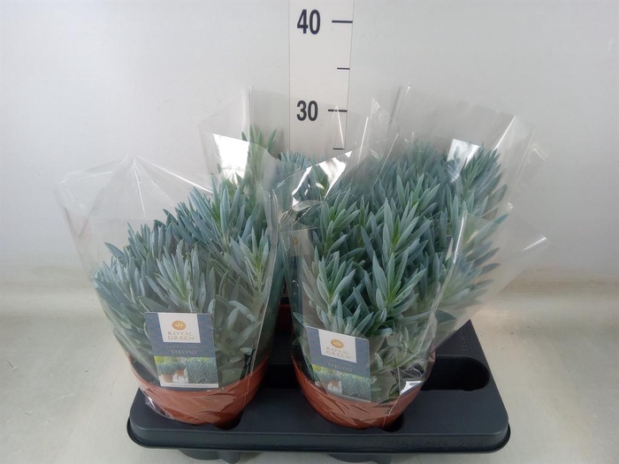 <h4>Curio ficoides 'Stelvio'</h4>