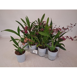 BRASSIA SUMMER DREAM