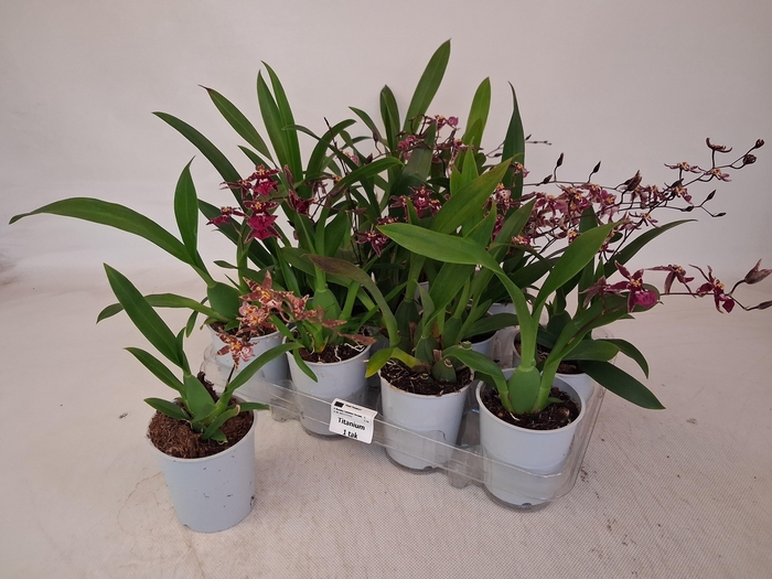 <h4>BRASSIA SUMMER DREAM</h4>