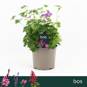 Geranium Sanguineum, Vision Violet