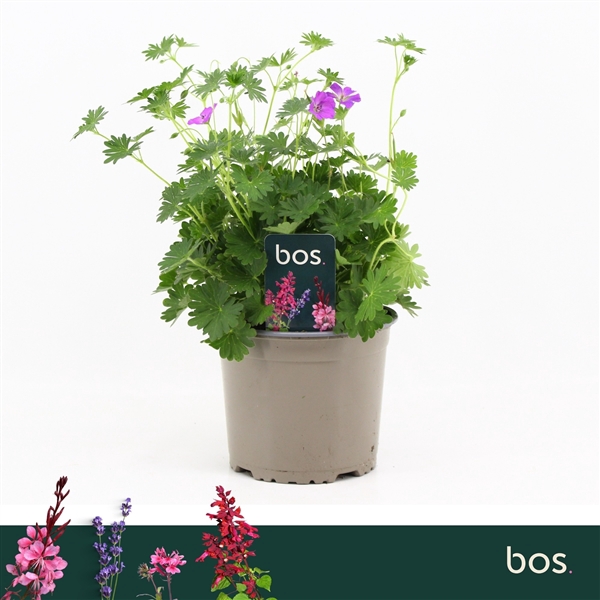 <h4>Geranium Sanguineum, Vision Violet</h4>