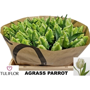 TU PA SUPER PARROT