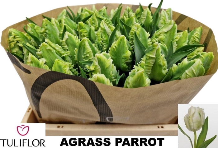 <h4>TU PA SUPER PARROT</h4>