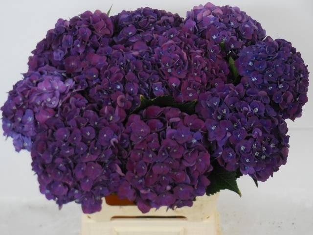 <h4>HYDR M CH MON AMO PA</h4>