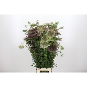 Daucus Carota