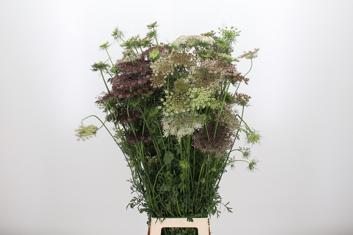 <h4>Daucus Carota</h4>
