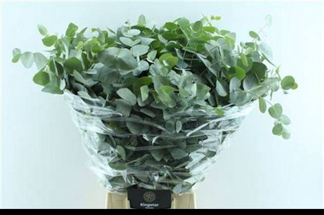 <h4>EUC CINEREA PER BOS</h4>