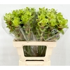 Curcuma Green