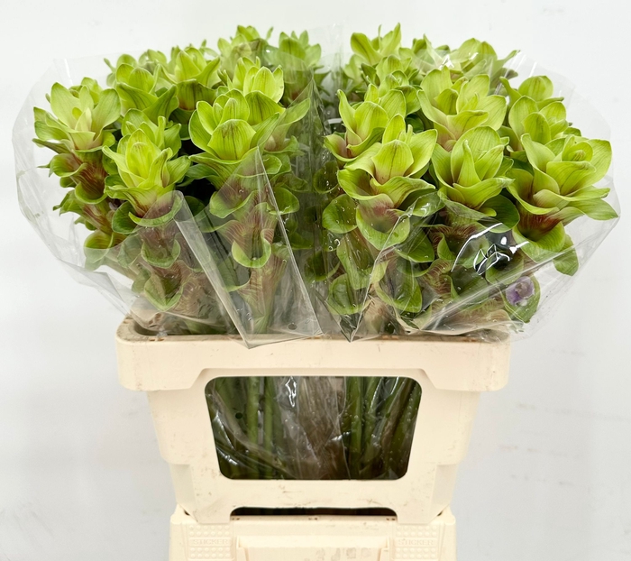 <h4>Curcuma Green</h4>