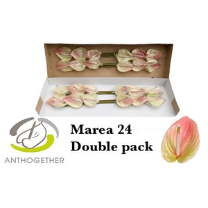 Anthurium Marea