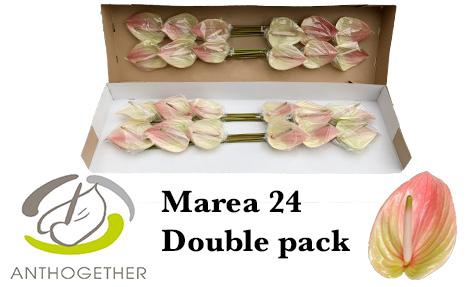 <h4>Anthurium Marea</h4>