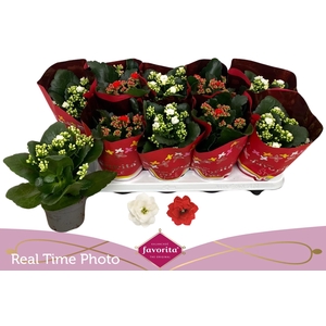 KAL GE PERF GEM 2 KL