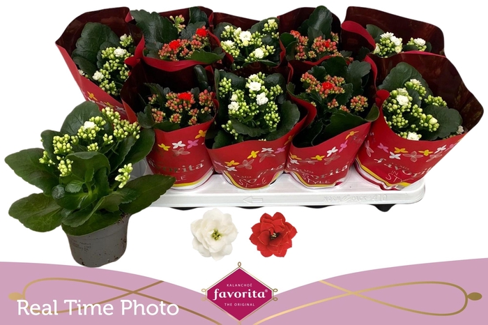 <h4>KAL GE PERF GEM 2 KL</h4>