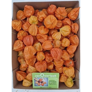 Physalis Lampion Los
