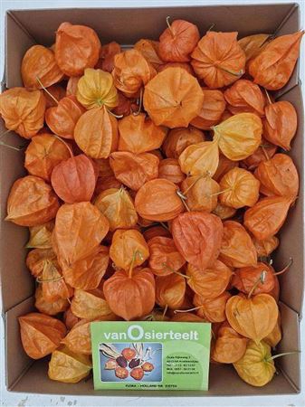 <h4>Physalis Lampion Los</h4>