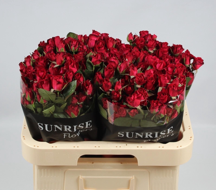 <h4>R TR DOMINICA</h4>