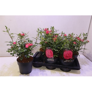Rosa Garden Dark Pink