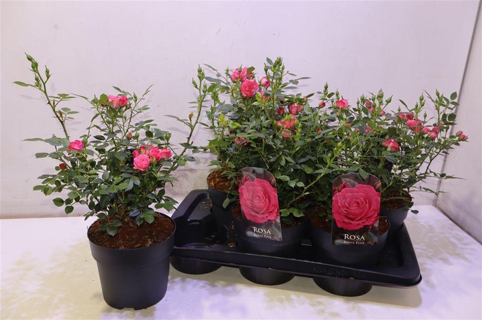 <h4>arr8 Rosa Garden Dark Pink</h4>