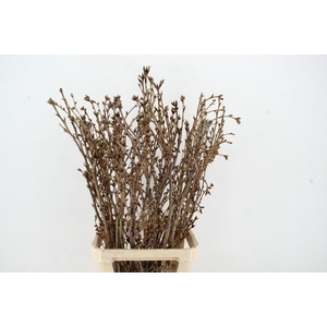PRUNUS AMANOGAWA PER STEM 120CM