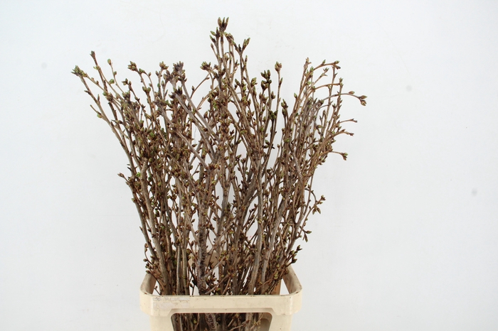 <h4>PRUNUS AMANOGAWA PER STEM 120CM</h4>