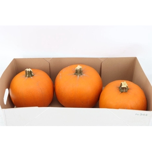 Sier Cuc P Maxima Halloween X3