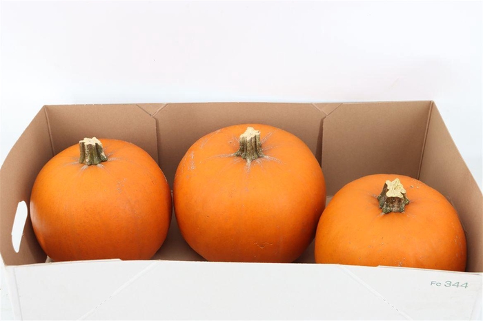 <h4>Sier Cuc P Maxima Halloween X3</h4>