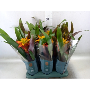 Guzmania  'Fiero Yellow'