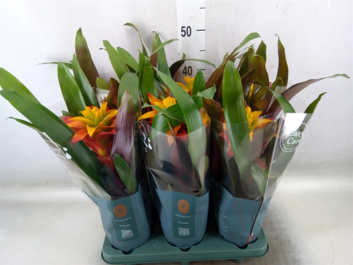 <h4>Guzmania  'Fiero Yellow'</h4>