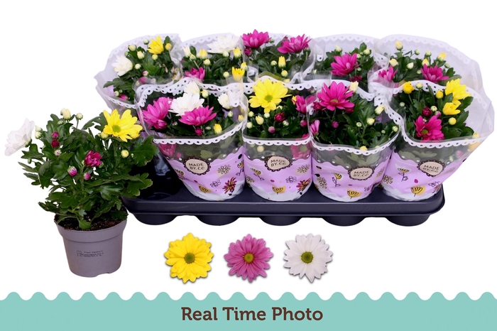 <h4>CHRYS GEM IN POT</h4>