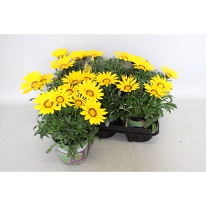 Gazania Kiss Yellow
