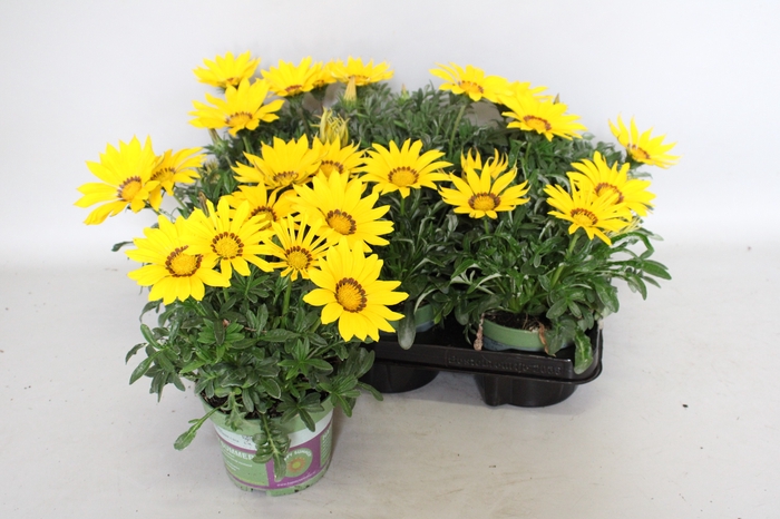 <h4>Gazania Kiss Yellow</h4>