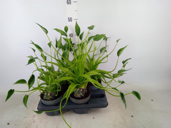 <h4>Alocasia   ...</h4>