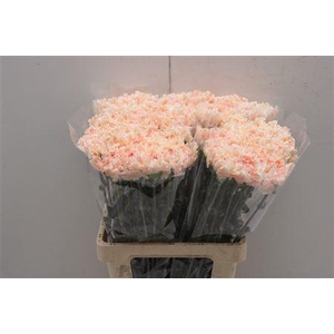 Di St Lady Cappuccino