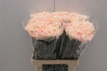 <h4>Di St Lady Cappuccino</h4>