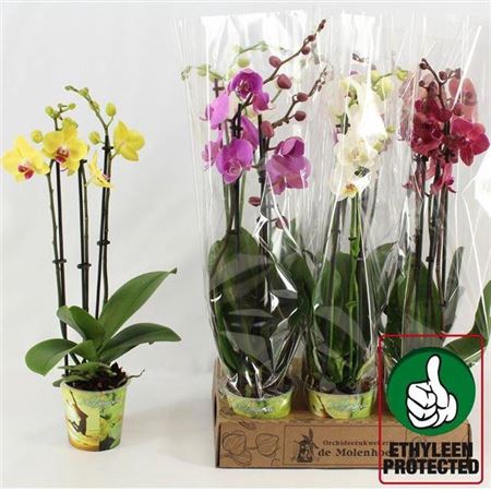 Phal Gem 4 Kl