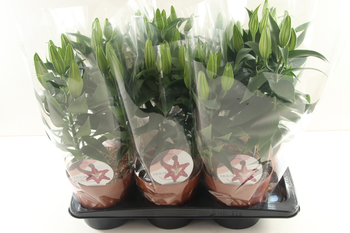 Lilium Or Magny Cours