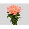 ROSA GARDEN LONDON EYE 050 CM
