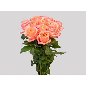 ROSA GARDEN LONDON EYE 050 CM