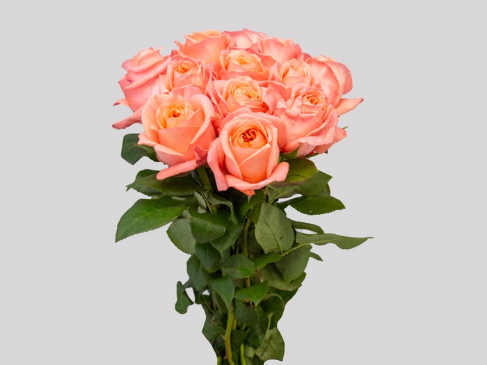 ROSA GARDEN LONDON EYE 040 CM