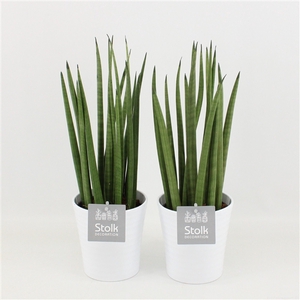 Sansevieria Cylindrica in Liv keramiek