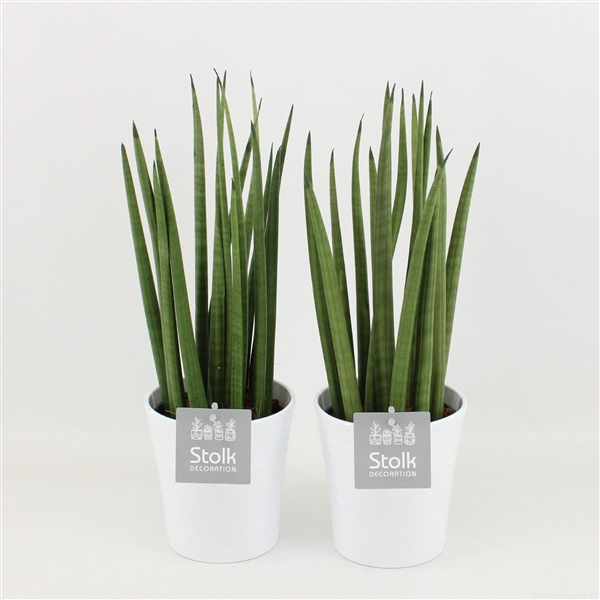 <h4>Sansevieria Cylindrica in Liv keramiek</h4>