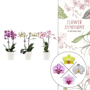 Flower Symphony |Mix in Anna wit keramiek | Phalaenopsis 2 spike