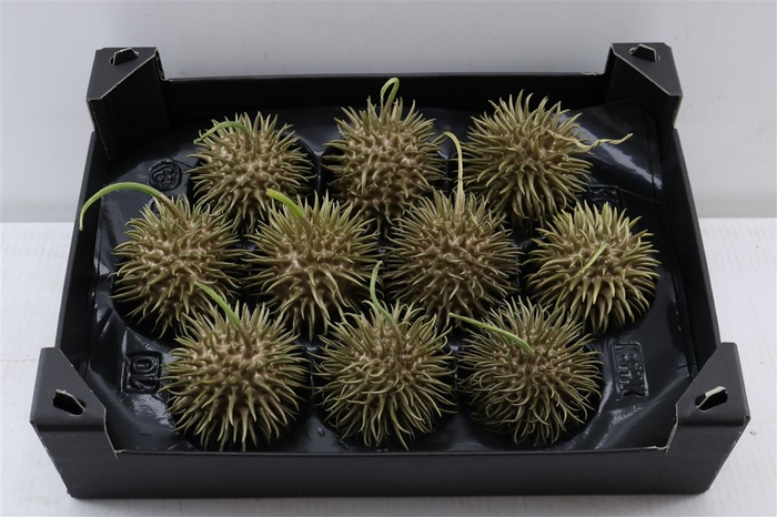 <h4>Wax Egel Xxl Goud</h4>