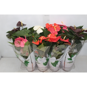 ANTHURIUM VARIADO P15